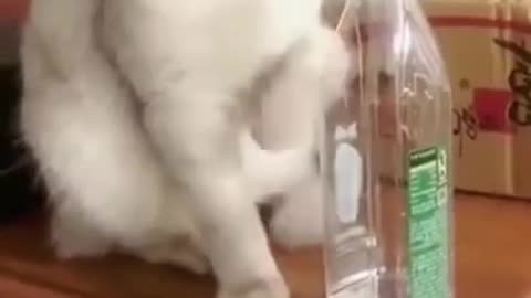 Cat taken playing with bottle | Funny gatitos [