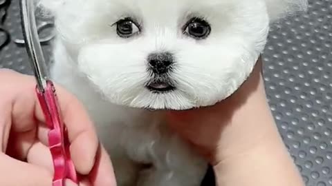 Wow lovely little dog