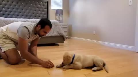 Labrador puppy Learning and performing Training Commands Dog showing All Training Skills