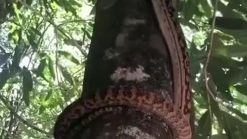 This is how a python climbs a tree | Nature