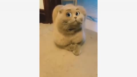 Cute And Funny Animal video Try Not To Laugh