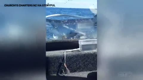 Huge shark jumps onto a fishing vessel in New Zealand|"It's on the boat!"