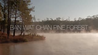 4K Ban Wat Chan Pine Forest ( Thailand )
