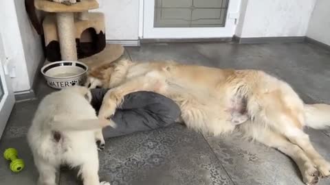 Golden Retriever Puppy's Reaction When His Bed Was Taken Away