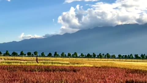 Yunnan pastoral scenery oh