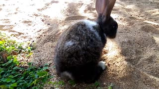 💖🐰Adorable Baby Rabbits Loving Pets [Part 11]🐰💖