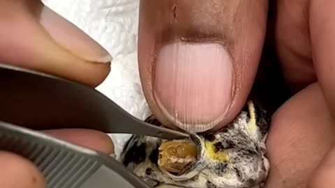 Removal of blocked eye of frog