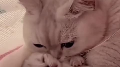 Cute kitten hugs puppy