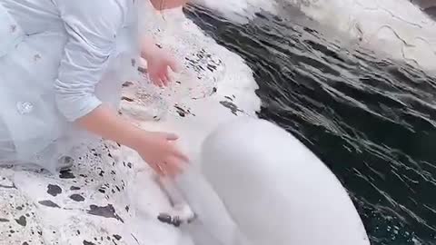 This beluga whale looks so soft