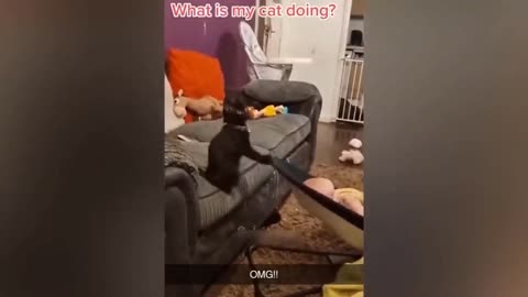 #funnycats #cats #video