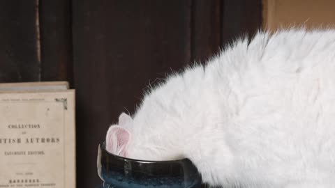 a cat sniffing on a ceramic jar