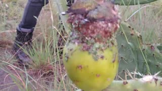 Hummingbird Nest in Prickly Pear Cactus