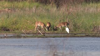 Deer Feeding Near the Lake