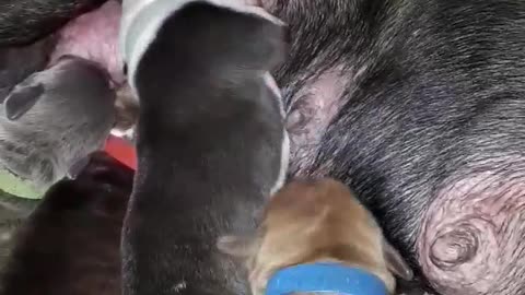 Newborn puppies adorably sing while feeding