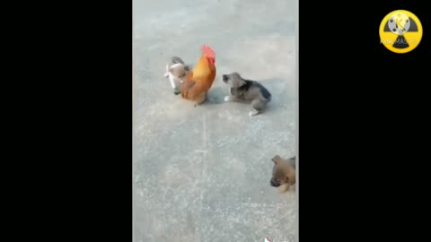 Dog vs Chicken Fight | Funny fight Chicken vs dog video
