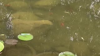 See the little fish in the lake