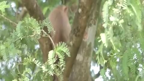 The baby monkey carried the cat up the tree to play with him.