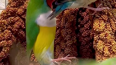 Why gouldian finch chicks look like that!?