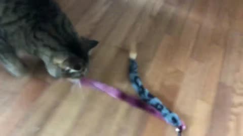 March 28, 2020 - A New Toy for Belle Bells The Cat