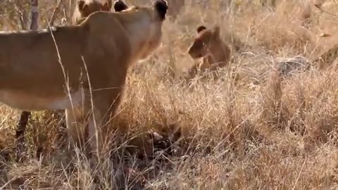 Lions fight wild dogs & hyenas