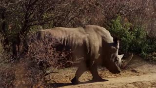 Traveling Rhino walking through bushes