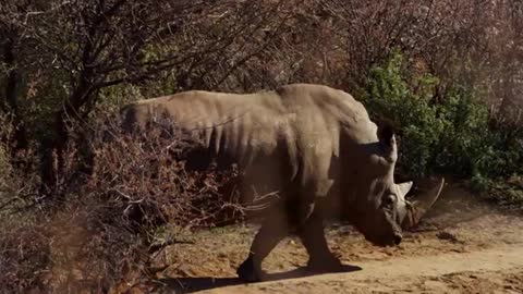 Traveling Rhino walking through bushes