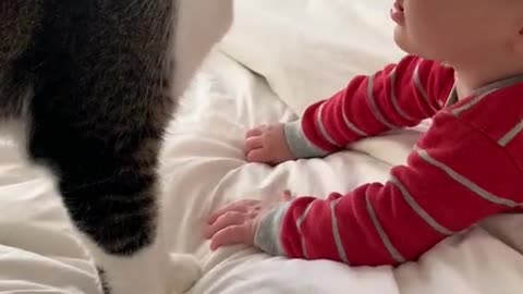 Funny baby and cat