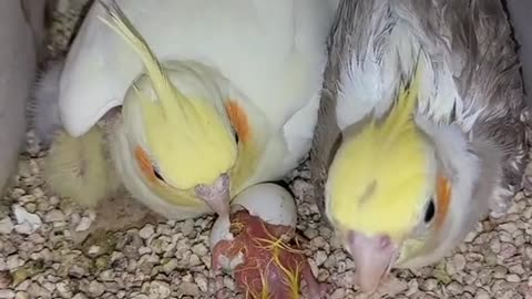 Beautiful cockatiels.