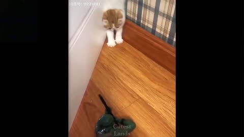 💗Cute And Funny Pets _ Try Not To Laugh To These Pets Compilation💗 Cutest Lands