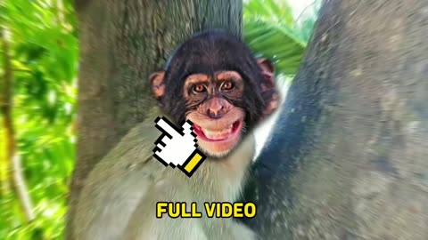 Funny video monkey 2023 cute cute ,Funny animals