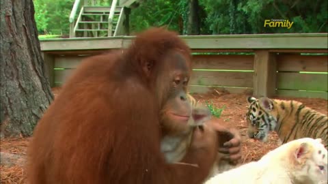 Orangutan Babysits Tiger Cubs