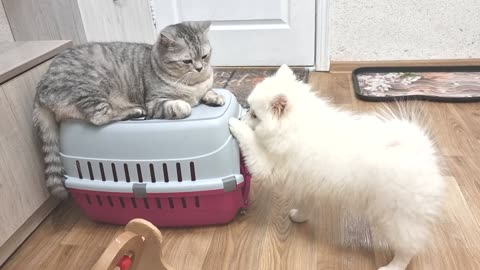 Puppy sends cat to vet