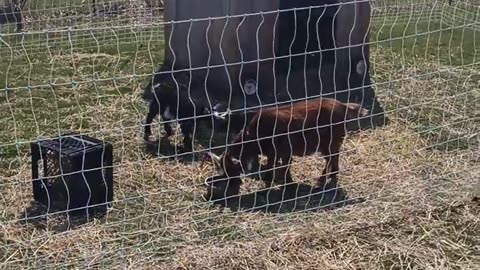 Spring sunshine, 3 week old Nigerian Dwarf Goats.(not a planned video but they are just too cute 😊)