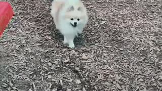 Pomeranian At The Dog Park