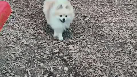Pomeranian At The Dog Park