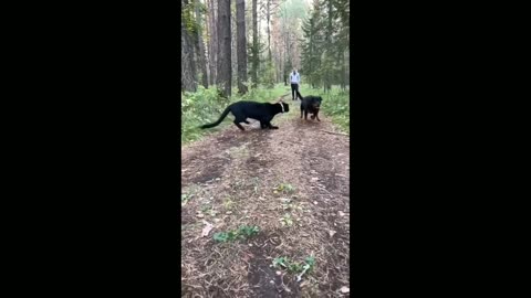 Rottweiler vs black panther shorts || #shorts # Copied #lover #trending #S... log #fight