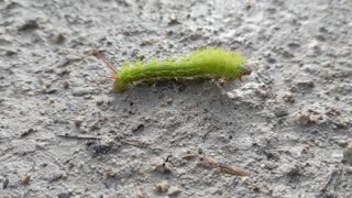 The Little Ant's Big Dreams: A Comical Caterpillar Chase