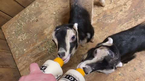More Baby Goat Feeding 4.2022