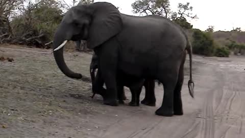 Baby elephant sneezes and scares himself