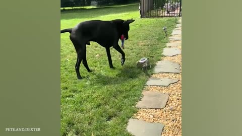 When Your Big Dog Thinks He's a Little Puppy! 🤣 Funny dogs videos