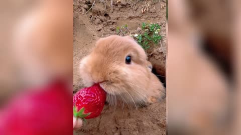 Bunny eating popped strawberries