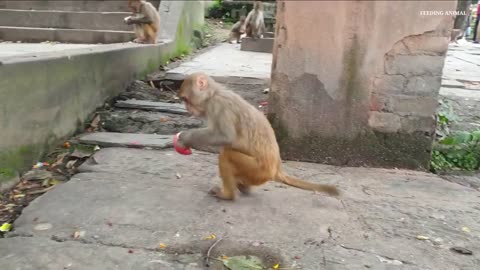 Adorable Spider Monkey Goes Viral For Walking Everywhere Like Captain Jack Sparrow