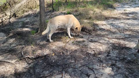 Poor dirt farmer Suwannee River Dog's