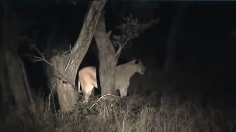 AFRICAN LIONS ! WILD ! DOCUMENTARY ! NATIONAL GEOGRAPHIC ! AFRICAN LIONS !!!