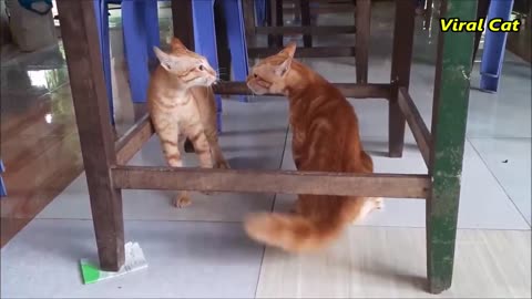 cats fighting