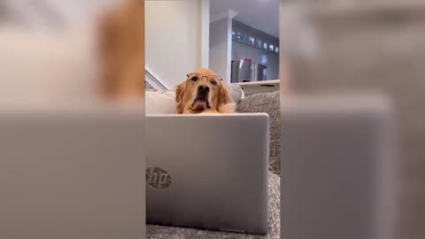 Funny_Dog_video