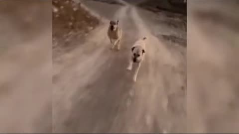 Chasing Dog