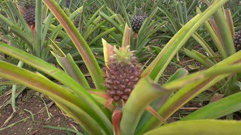 PINEAPPLE PLANTATION