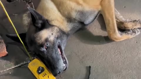 Dog very heart touching videos 😭😭😭#sad#vria#heart#video#