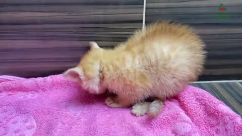 Rescue frozen kitten out of the snow